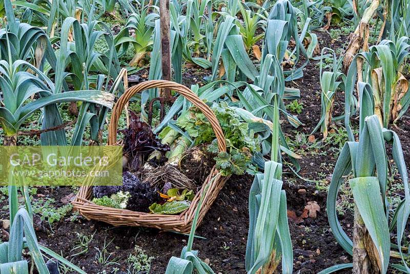 Trug of harvested winter vegetables including leeks, chard, kale, beetroot and celeriac.