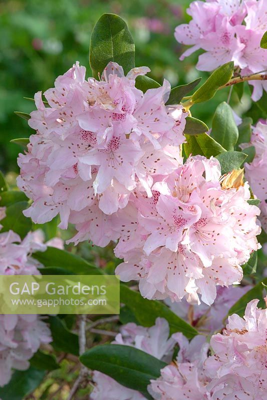 Rhododendron 'Cheer' 
