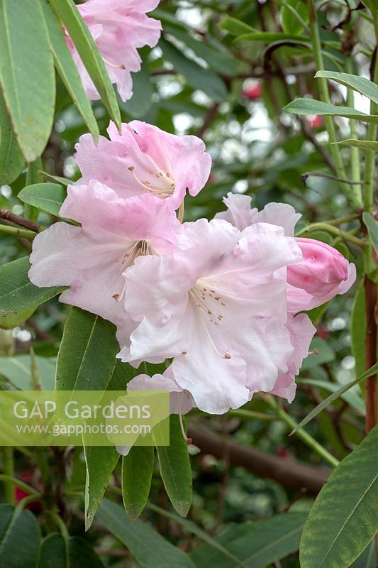 Rhododendron 'Loderi 'Fairyland' 