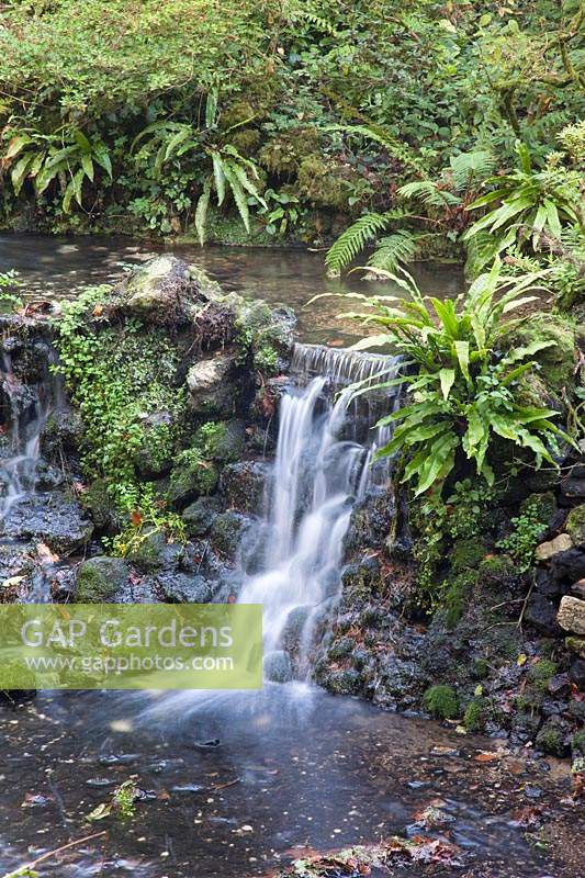 View stream and waterfalls, with ferns growing along the margins. Minterne Gardens, Dorset, UK. 