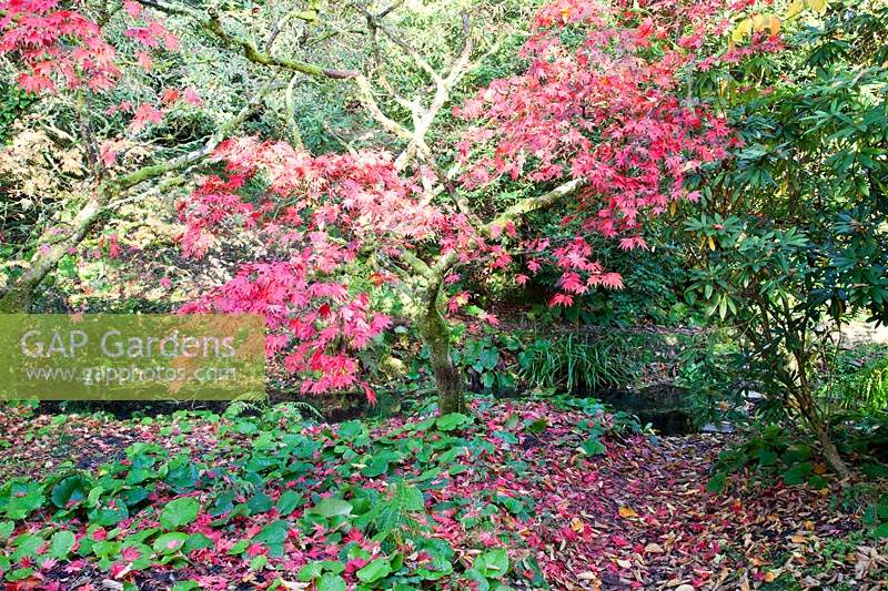 Acer displaying colourful foliage with ground beneath with underplanting and leaves

