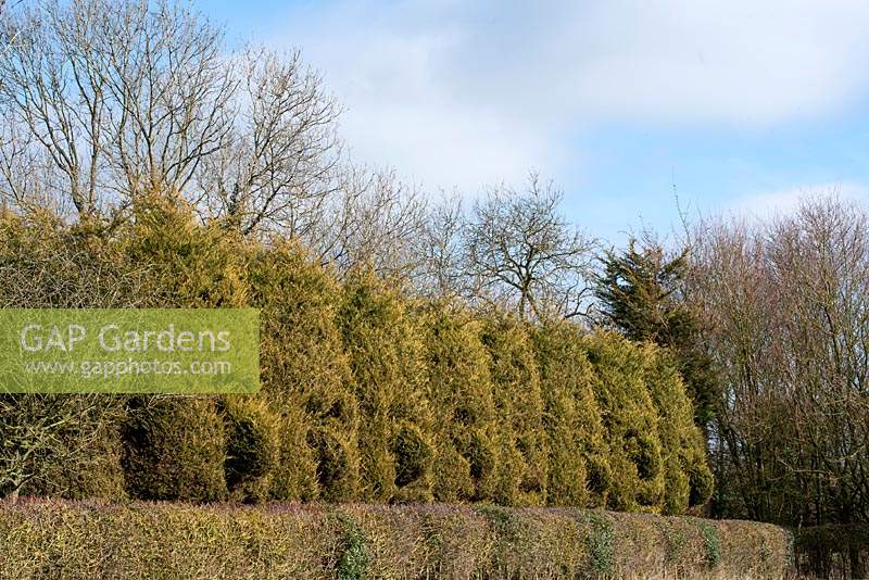 Topiary faces sculptured out of a X Cupressus x leylandii - Leyland Cypress hedge, by Ally Hodgson.