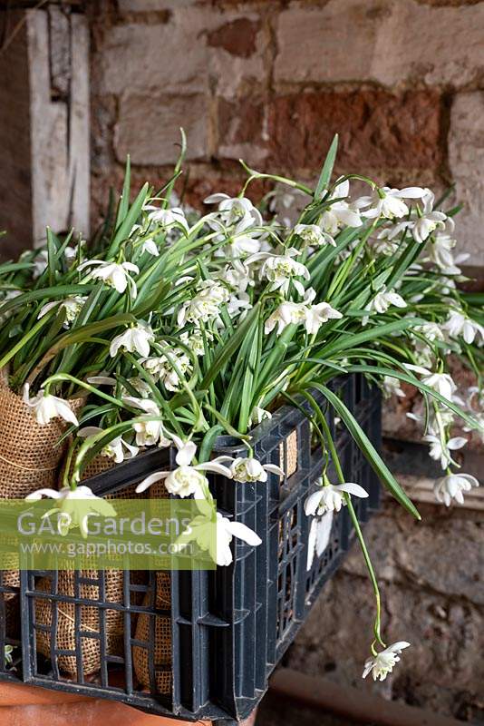 Bundles of Galanthus nivalis f. pleniflorus 'Flore Pleno' - Double Snowdrops - are wrapped in hessian and placed in a crate ready for to sell.