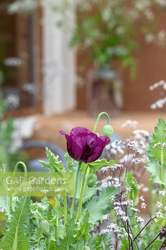 Papaver somniferum - Purple Opium Poppy -  in a small garden