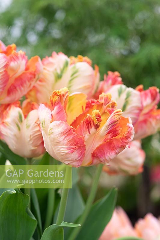 Tulipa 'Apricot Parrot' - Parrot Tulip 'Apricot Parrot' 