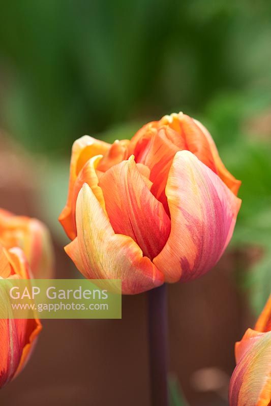 Tulipa 'Orange Princess' - Double Late  Tulip 'Orange Princess' 