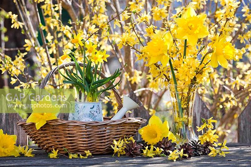 Yellow spring flower arrangements with Narcissus and Forsythia.