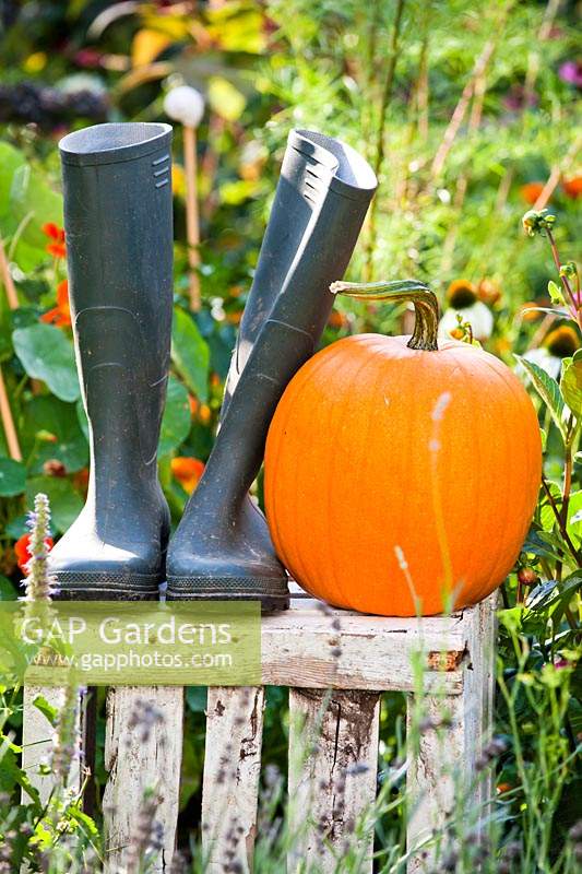 Wellington boots and pumpkin displayed on a crate in vegetable garden.