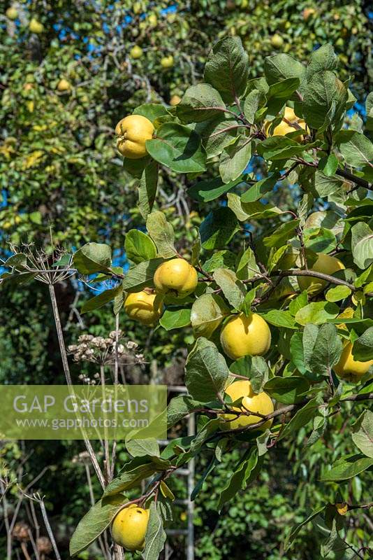  Cydonia oblonga - Quince Tree - bearing fruit 