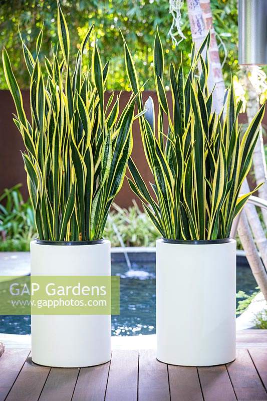 Pair of Sansevieria trifasciata 'Black Gold' in white containers by pool in tropical garden. Von Phister Residence, Key West, Florida, USA. Garden design by Craig Reynolds.
