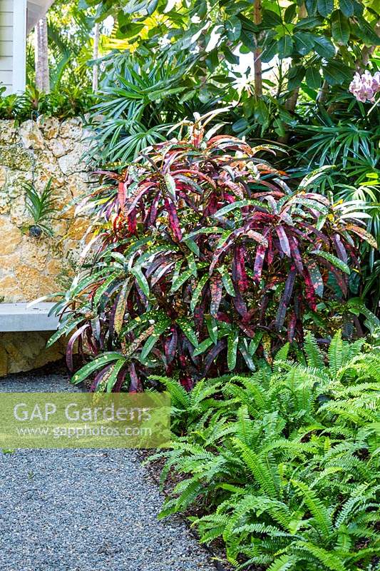 Codiaeum variegatum in border in tropical garden.  Von Phister Residence, Key West, Florida, USA. Garden design by Craig Reynolds.

