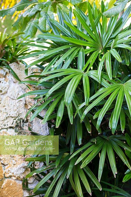 Rhapis excelsa - Bamboo Palm
