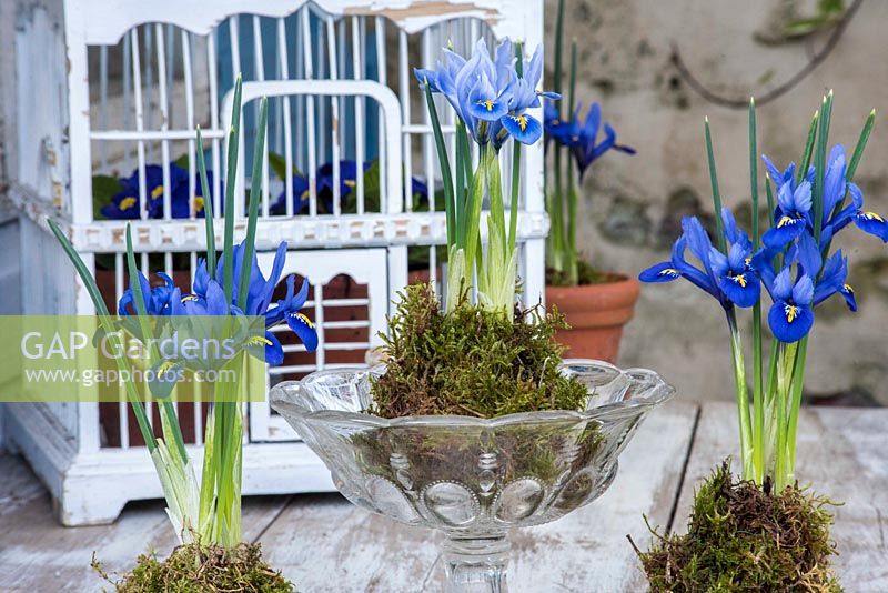 Iris reticulata 'Alida' in Kokedama moss ball, displayed in glass bowl with Iris reticulata 'Harmony'. 