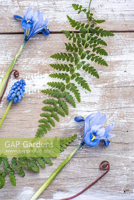 Spring flatlay with ferns, muscari and Iris reticulata 'Alida' on wooden background. 