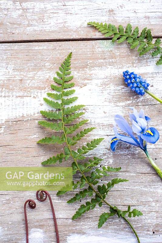 Spring flatlay with ferns, muscari and Iris reticulata 'Alida' on wooden background.