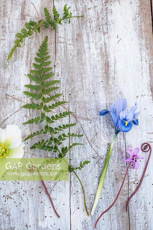 Spring flatlay with ferns, Muscari, Cyclamen coum, Helleborus  and Iris reticulata 'Alida' on wooden background. 