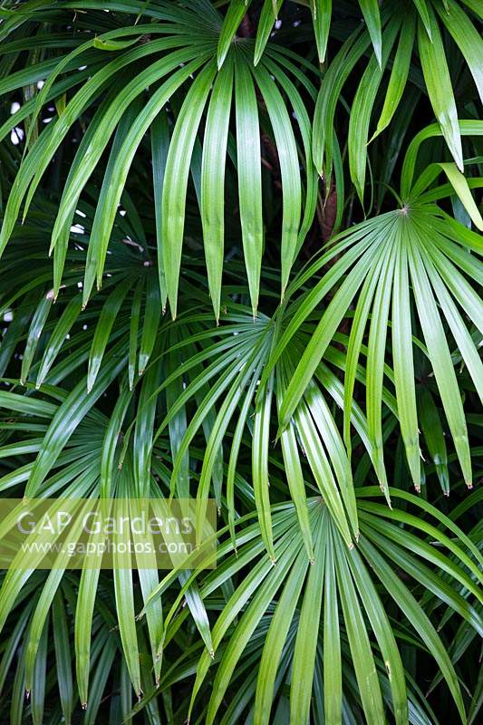 Rhapis excelsa - Slender Lady Palm