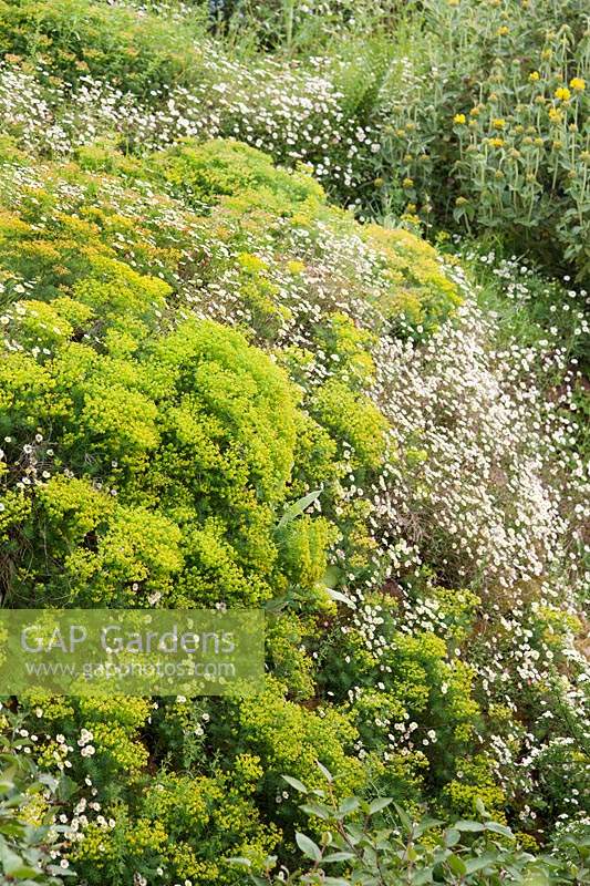 Euphorbia cyparissias and Erigeron karvinskianus growing together on a 
sloping bank 