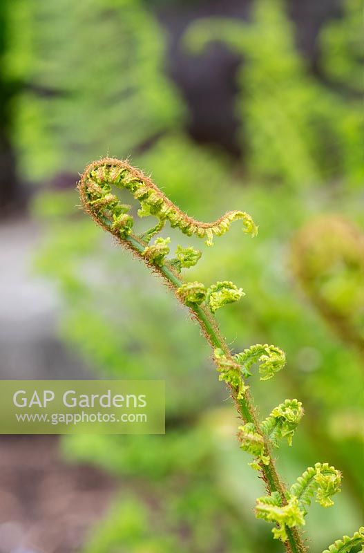 Dryopteris affinis 'Cristata' - Scaly Male Fern 'Cristata'  - 
frond unfurling 
