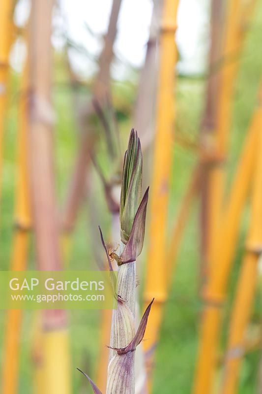 Phyllostachys aureosulcata f. aureocaulis -  Yellow Groove Bamboo - 
new shoots 