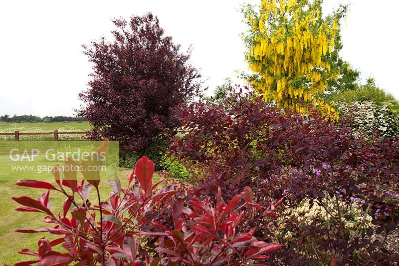 Red-leaved shrubs in curved border, in the colourful front garden of garden designer Karen Tatlow.