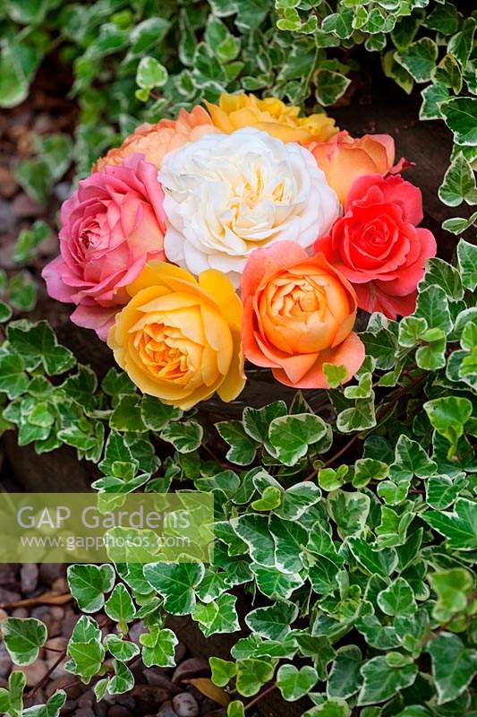 David Austin roses displayed in decorative mini vases. Designer Karen Tatlow's garden, Lichfield.
