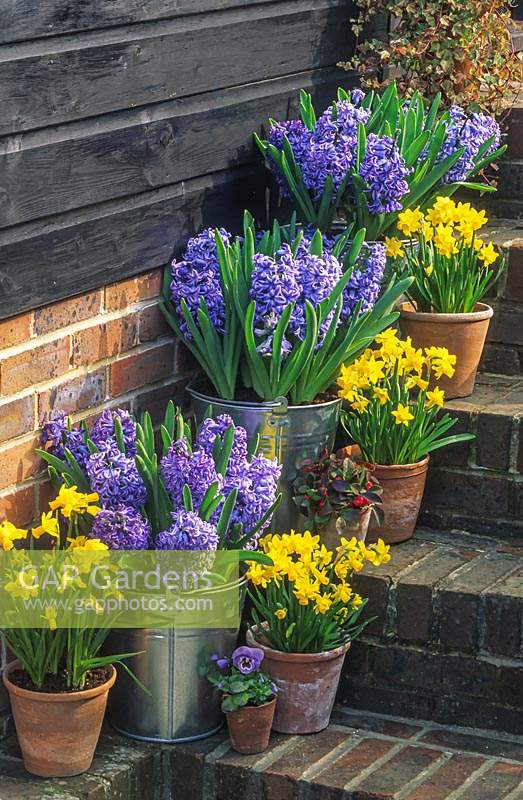 Pot display on brick steps. Metal buckets with Hyacinthus 'Blue Delft'- Hyacinth, 
clay pots with Narcissus 'Tete-a-Tete' - Dwarf Daffodil.