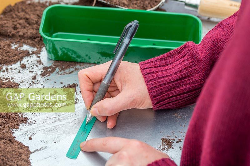 Woman writing label for newly sown Cleome hassleriana