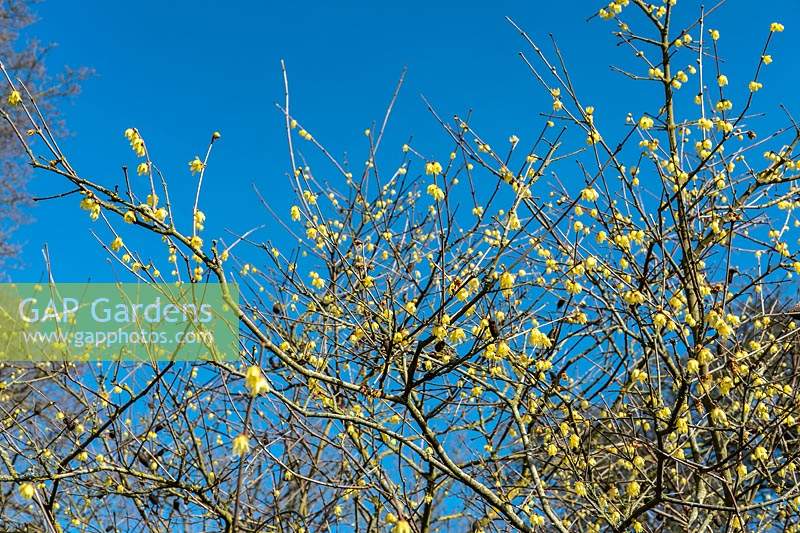 Chimonanthus praecox 'Luteus' - Yellow Wintersweet - flowering against a blue sky
