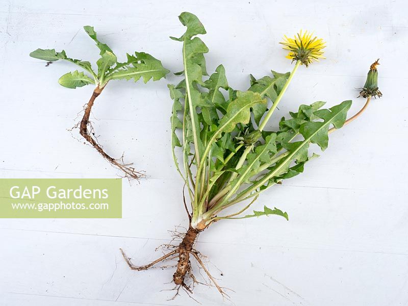 Taraxacum officinale - Dandelion - whole plant including tap root laid out on white background