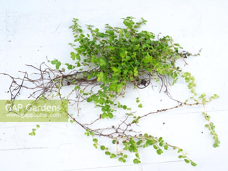 Soleirolia - Mind-your-own-business or Baby Tears - whole plant including roots laid out on white background 