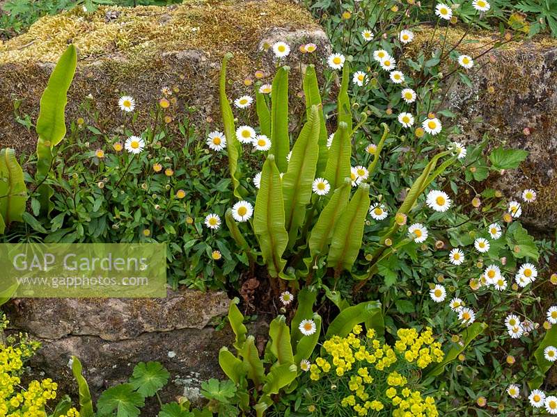 Erigeron karvinskianus with Euphorbia cyparissias - Cyprus Spurge - growing on rock wall with Asplenium antiquum - Spleenwort Fern