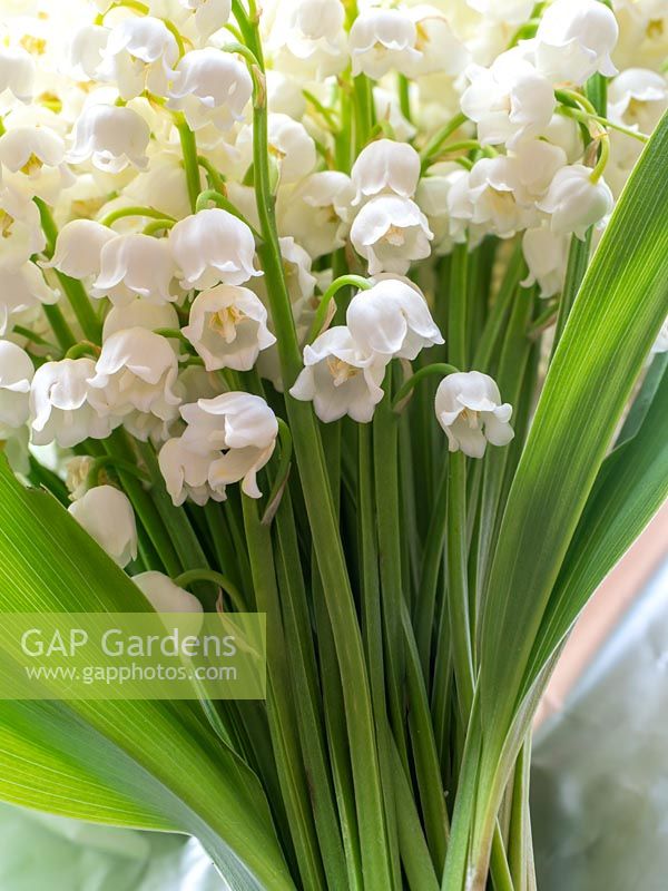 Convallaria majalis - Lily-of-the-valley - cut flowers as a bouquet  