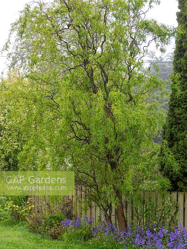 Salix matsudana - Contorted or Corkscrew Willow - known for its twisted stems, a mature tree in narrow border by fence

