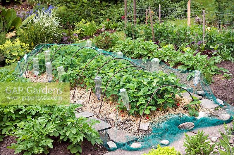 Strawberry bed in vegetable garden. Ripe fruit protected from birds by netting over metal hoops well secured with stones, also 
plastic bottles. 