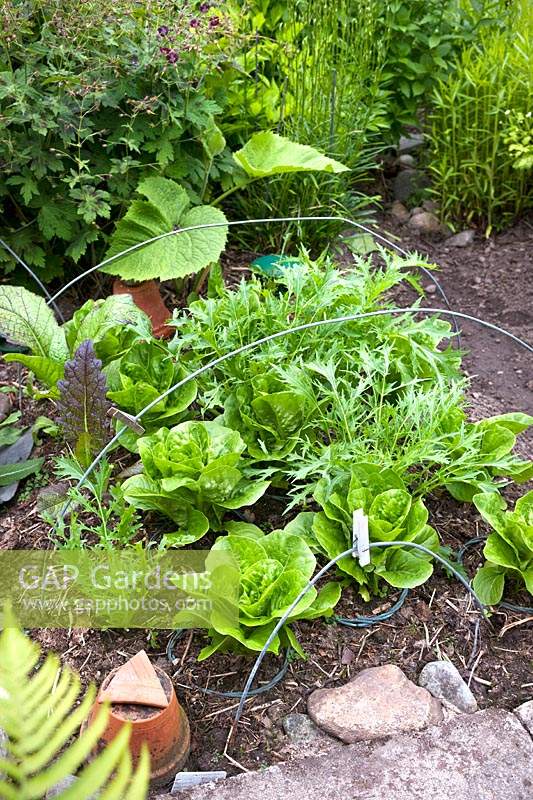 Salad leaf crops including Rocket and Lettuce varieties grown in small space to fit row cloche - cover removed but metal hoops remain

