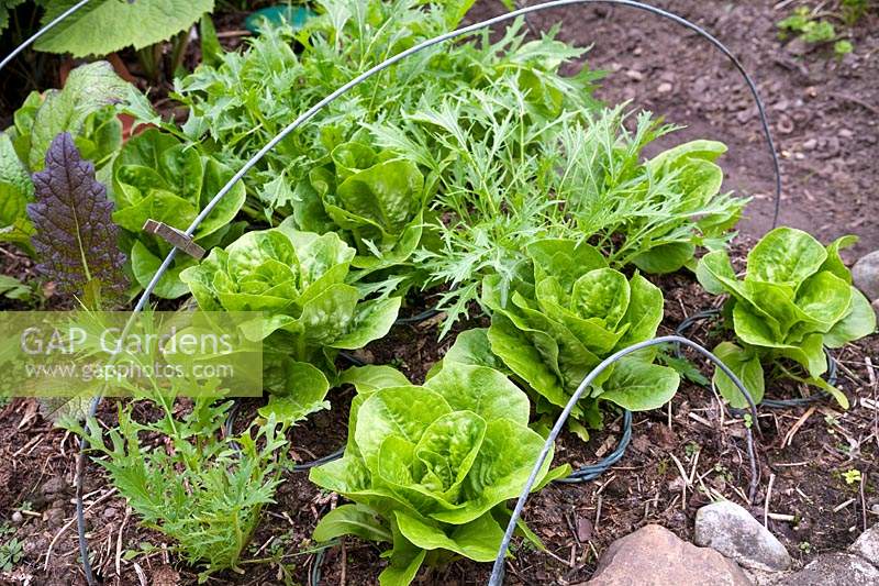 Salad leaf crops including Rocket and Lettuce planted in square to fit under a row cloche, now removed but metal hoops still in place
