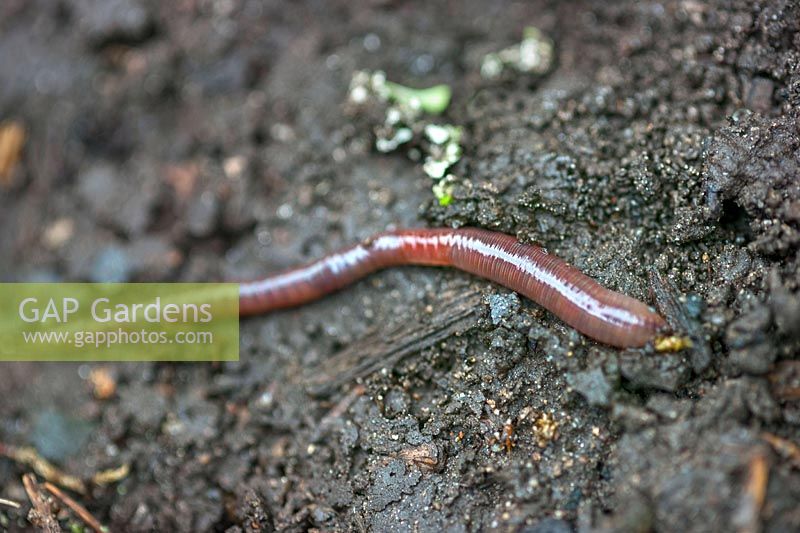 Lumbricus terrestris - Common Earthworm - on damp soil