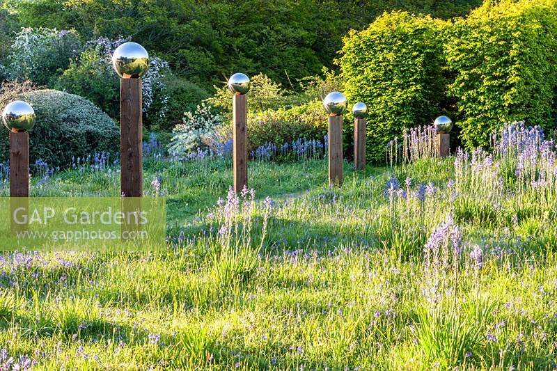 View of meadow with Camassia subsp. leichtlinii and avenue of 
stainless steel mirror globes mounted on wooden posts casting shadows
