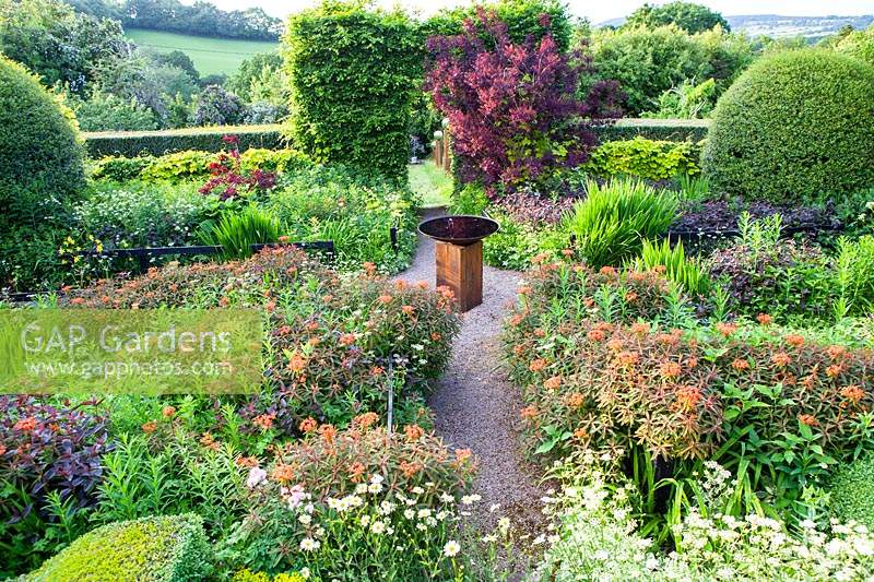 View over beds of Euphorbia griffithii 'Fireglow', Cotinus coggygria 'Grace', 
large mounds of Osmanthus burkwoodii. Bird Bath of mild steel on wooden plinth with an arch of  
Carpinus betulus - Hornbeam. 
