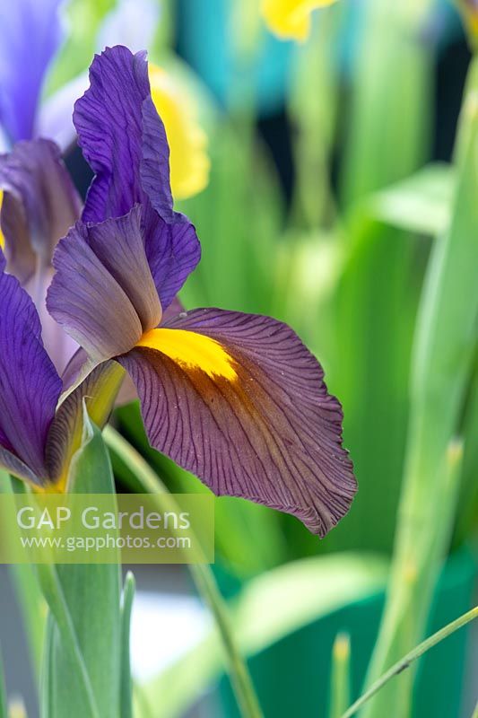 Iris x hollandica 'Black Beauty' - Dutch Iris  
