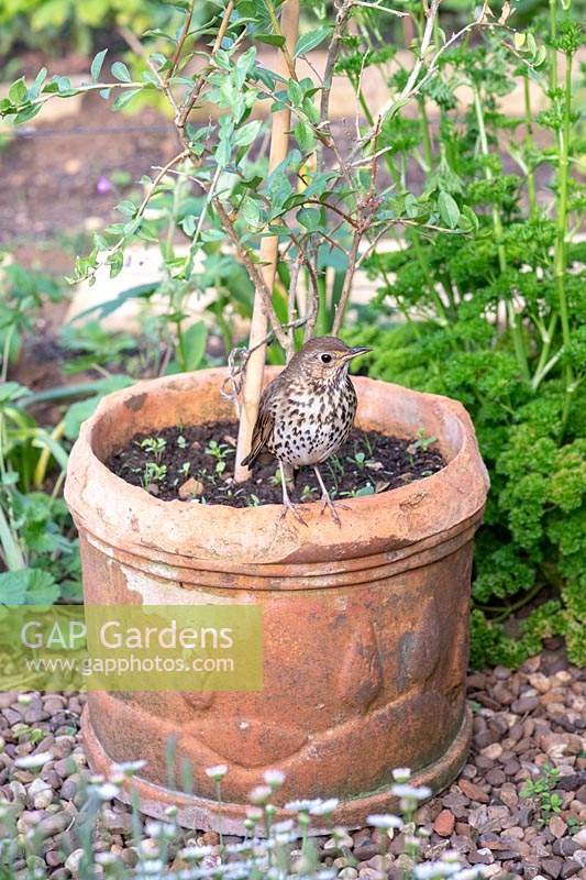 Turdus philomelos - Song Thrush - on a plant pot 
