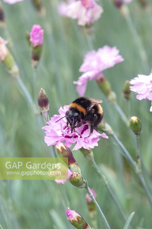 Bombus lucorum - White-tailed Bumblebee - on a Dianthus flower 