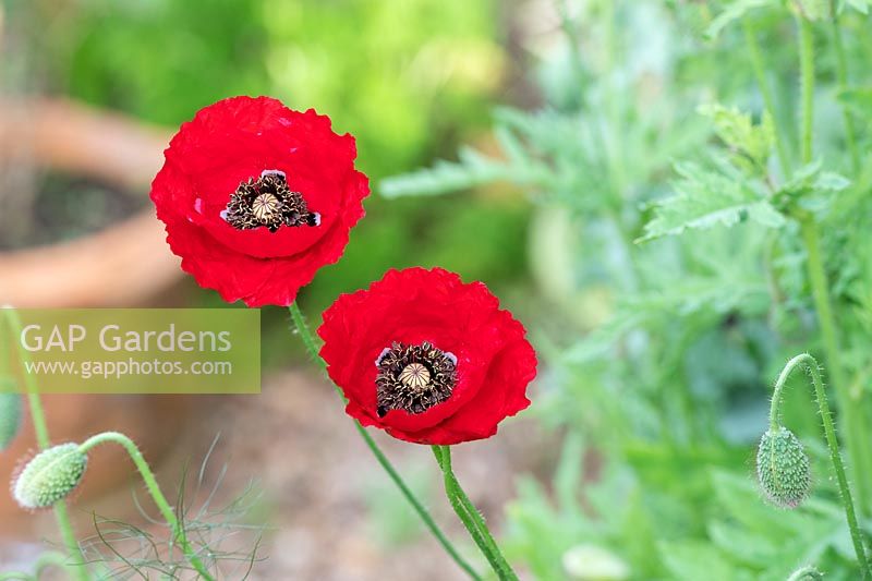Papaver rhoeas - Red Poppy - flowers and buds