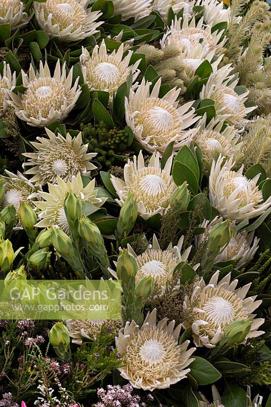 Protea 'Arctic Ice' as part of a flower display