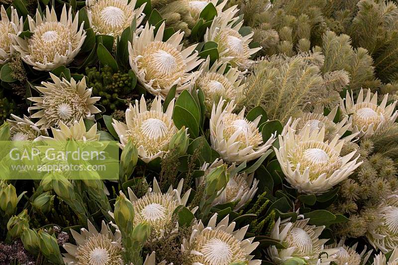 Protea 'Arctic Ice' as part of a flower display 