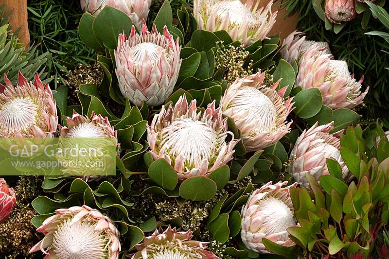 Protea cynaroides as part of a flower display 
