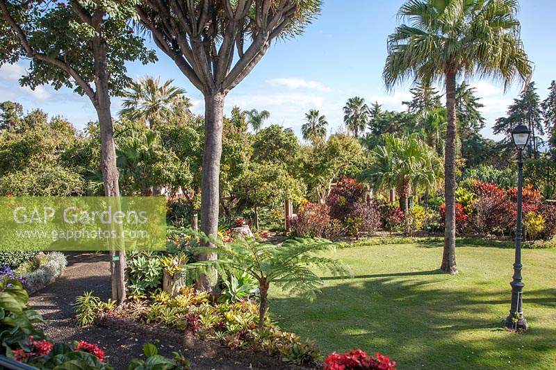 Garden with many different subtropical trees and plants alongside lawn and
cast-iron lamp post. Plants include: Clerodendrum splendens, Dracaena draco
 subsp. draco and Livistona chinensis - Chinese Fan Palm, Codiaeum variegatum
and Spathodea campanulate.