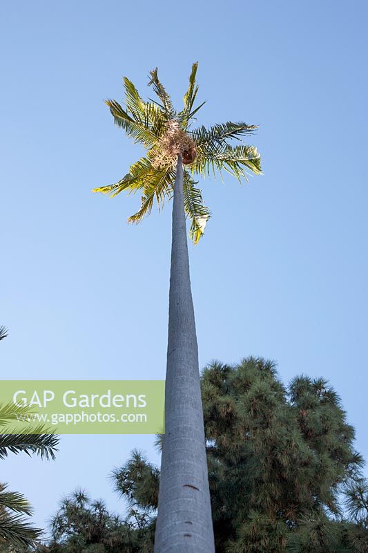 Tall Archontophoenix cunninghamiana against sky with
 Pinus canariensis - Canary Island Pine - beyond