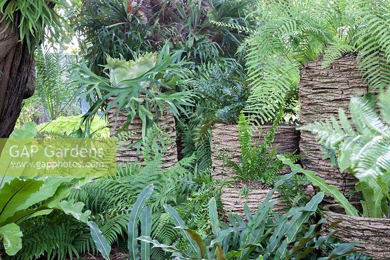 Ferns and epiphytes growing in containers made from Phoenix canariensis tree-trunks destroyed by the Asian 
Red Palm Weevil - Rhynchophorus ferrugineus. Plants include: 
Microsorum musifolium 'Crocodyllus',  
Platycerium bifurcum - Elkhorn Fern - and Goniophlebium subauriculatum.
